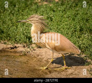 Kleiner Hackerreiher (Ardeola ralloides) mit seinen Hacken im Zoo Stockfoto