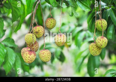 Reife Litchi im Obstgarten, Jiangmen, Guangdong, China. Stockfoto