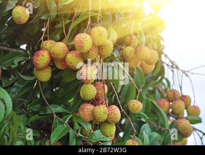 Reife Litchi im Obstgarten, Jiangmen, Guangdong, China. Stockfoto