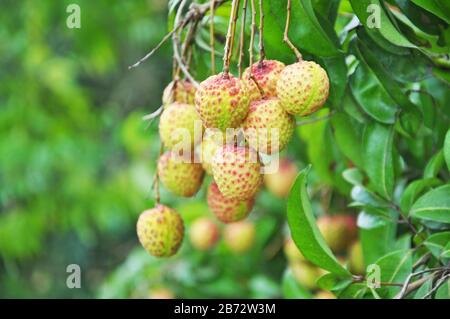 Reife Litchi im Obstgarten, Jiangmen, Guangdong, China. Stockfoto