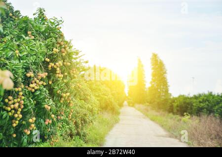 Reife Litchi im Obstgarten, Jiangmen, Guangdong, China. Stockfoto