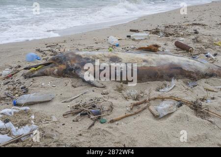 Toter junger Delphin wird am Ufer von Plastikflaschen, Taschen und Müll aufgespült, die im Meer, vor dem Hintergrund eines Schwarzen Meeres, geworfen werden. Stockfoto