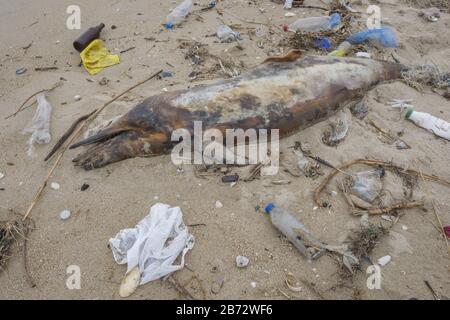 Delphin, der von den Wellen geworfen wird, liegt am Strand und ist von Plastikmüll umgeben. Flaschen, Beutel und andere Kunststoffschutt in der Nähe sind Delfine Stockfoto