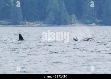 Killerwal in Tofino-Bäumen im Hintergrund, Blick vom Boot auf einen Killerwal. Stockfoto