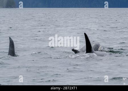 Drei Killerwale in Tofino mit der Flosse über Wasser, Blick vom Boot auf zwei Killerwale. Stockfoto