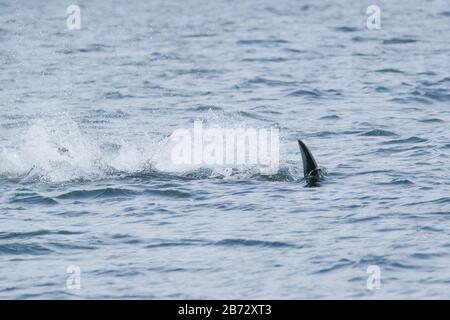 Killerwal taucht in Tofino in einem großen Spritzer, mit Blick vom Boot auf einen Killerwal. Stockfoto