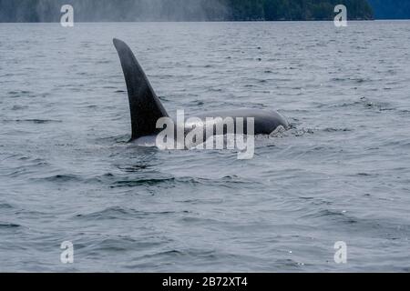 Nahaufnahme des Killerwals in Tofino, Blick vom Boot auf einen Killerwal. Stockfoto