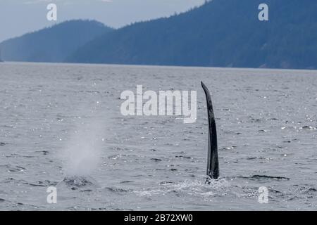 Zwei Killerwale in Tofino mit der Flosse über Wasser, Blick vom Boot auf zwei Killerwale. Stockfoto