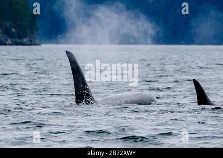 Zwei Killerwale in Tofino mit der Flosse über Wasser, Blick vom Boot auf zwei Killerwale. Stockfoto