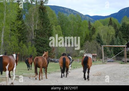 Die Pferdeherde spazieren als Gruppe zu einem Bären hinter dem Zaun, Banff Canada. Stockfoto