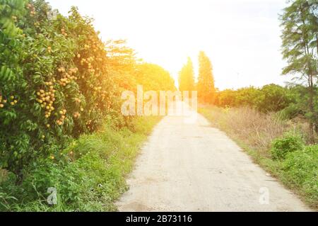 Reife Litchi im Obstgarten, Jiangmen, Guangdong, China. Stockfoto