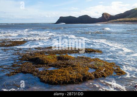 Der Angus-Küstenweg von Arbroath nach Auchmithie, Angus, Schottland Stockfoto