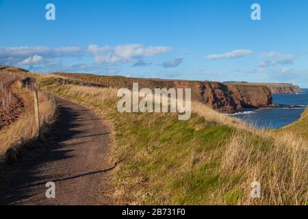 Der Angus-Küstenweg von Arbroath nach Auchmithie, Angus, Schottland Stockfoto