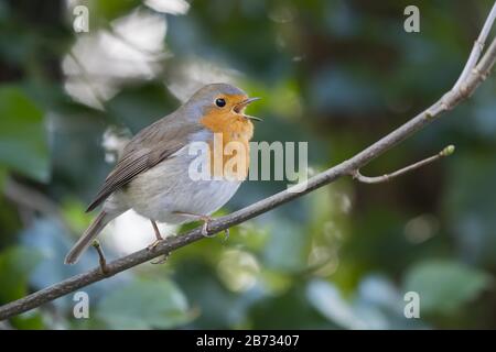 Singende Rotkehlchen (Erithacus Rubecula) thront auf einem Zweig, Hessen, Deutschland Stockfoto