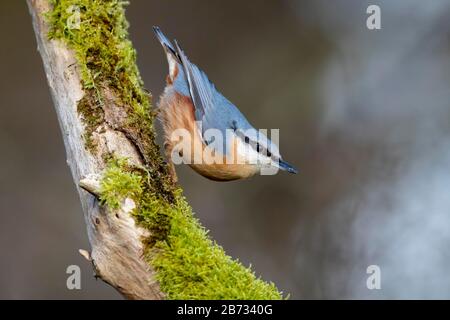 Eurasisches Nuthatch (Sitta europaea) sitzt auf einer Filiale, Deutschland Stockfoto