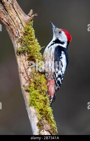 Mittelgefleckter Specht (Leiopcus medius) auf einem Ast sitzend, Deutschland Stockfoto