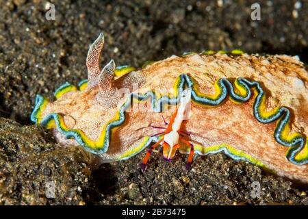 Ceratosoma tenue nudibranch und Emperor Shrimp (Periclimenes imperator) Lembeh Strait, Indonesien Stockfoto