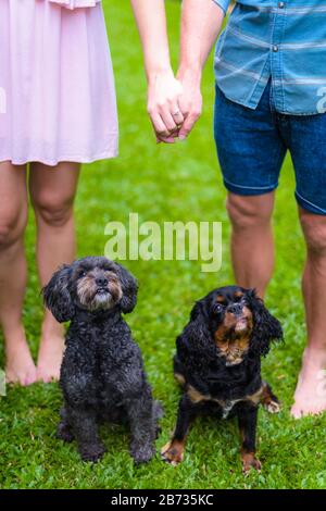 Familienporträt mit der unteren Hälfte eines engagierten Ehepaares mit ihren sehr interessierte Haustierhunden auf einem Rasenplatz in Cairns, Queensland. Stockfoto