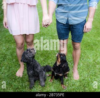 Familienporträt mit der unteren Hälfte eines engagierten Ehepaares mit ihren sehr interessierte Haustierhunden auf einem Rasenplatz in Cairns, Queensland. Stockfoto