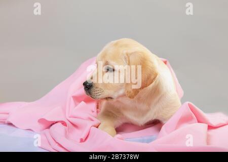 Labrador Welpe mit rosafarbenem Stoff auf grauem Hintergrund. Stockfoto