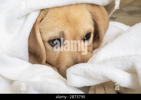 Schöner Labrador Welpenthund in weißem Handtuch nach dem Bad. Babytiere. Stockfoto