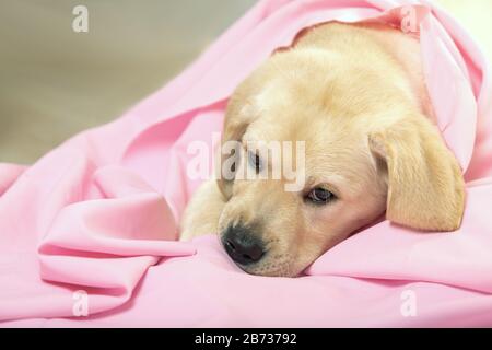 Süßes Labrador Welpen in hellpinkfarbenem Material. Haustiere sind pflegeleicht und freundlich. Stockfoto