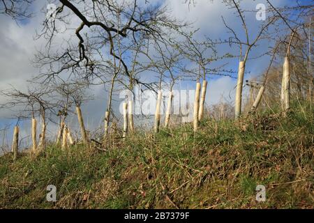 Neu angepflanzte Hecke mit Spiralbaumschutz montiert. Stockfoto