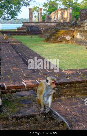 Königliche Ratskammer des Nissanka-Malla-Palastes in Polonnaruwa, Sri Lanka. Stockfoto