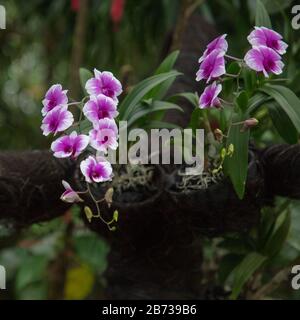 Pinkfarbene und weiße Orchideen im nationalen Orchideengarten der Botanischen Gärten von Singapur. Stockfoto