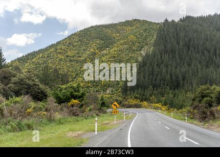 Landschaft mit Straßenbiegung am Hang mit blühenden Besenräuchern in grüner Hügellandschaft, in hellem Frühlingsanlicht in der Nähe von Rai Valley, Stockfoto