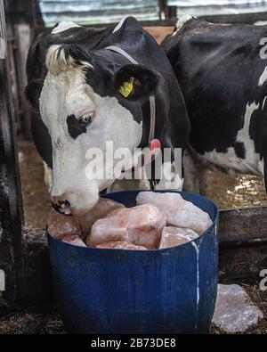 Milchkuh mit Salzleck Stockfoto