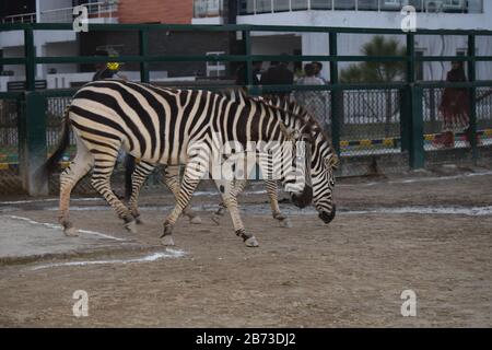 Zwei Grant Zebras gehen parallel Stockfoto