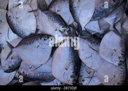 Disco Pomfret, Mirkarwada, Ratnagiri, Maharashtra, Indien. Pombünde sind perciforme Fische, die zur Familie Bramidix gehören Stockfoto