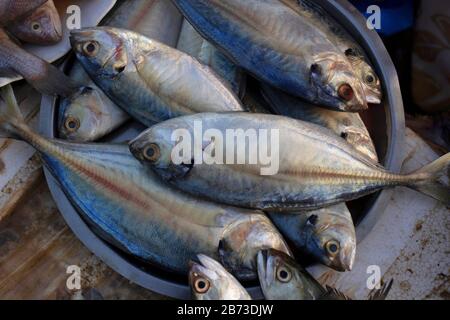 Indische Makrele oder Bhangda, Mirkarwada, Ratnagiri, Maharashtra, Indien Stockfoto