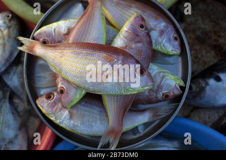 Rani Fish oder Pink Perch Fish, Ratnagiri, Maharashtra, Indien Stockfoto