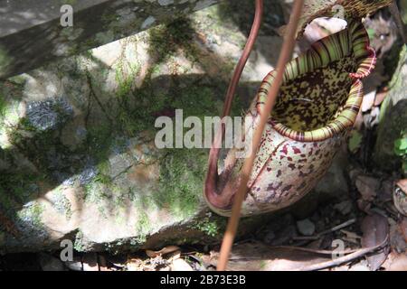 Pitcher Plant im Mount Kinabalu National Park Stockfoto