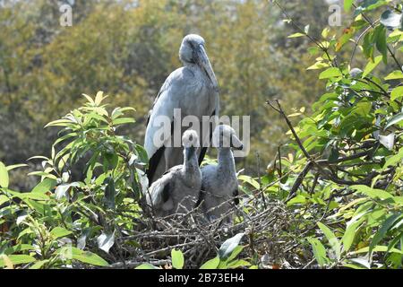 Asiatischer Openbill Storch (Anastomus Oscitans) Stockfoto