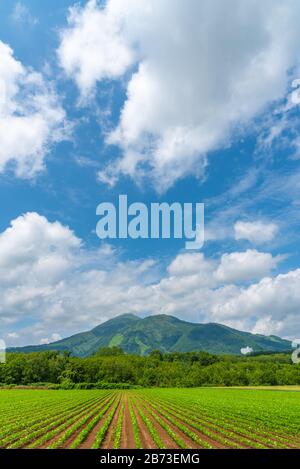 Kartoffelfelder in einem schönen, sonnigen Frühlingstag. Ländliche Naturlandschaften, Berge, blauer Himmel und weiße Wolken im Hintergrund Stockfoto