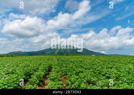 Kartoffelfelder in einem schönen, sonnigen Frühlingstag. Ländliche Naturlandschaften, Berge, blauer Himmel und weiße Wolken im Hintergrund Stockfoto