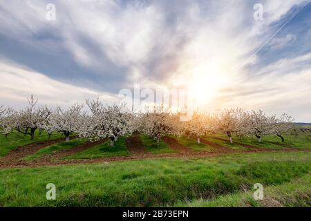 Reihen schön blühender weißer Kirschbäume auf einem grünen Rasen im Frühjahr Stockfoto