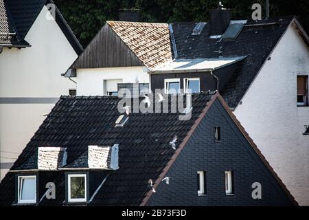 Taubenschar fliegt durch die Stadt am Himmel Stockfoto