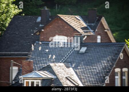 Taubenschar fliegt durch die Stadt am Himmel Stockfoto