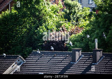 Taubenschar fliegt durch die Stadt am Himmel Stockfoto