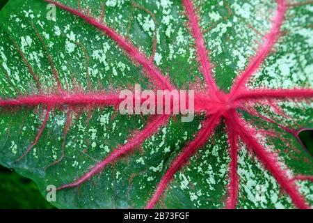 Textur des farbenfrohen Party Punch Caladium Leaf für Hintergrund oder Banner Stockfoto