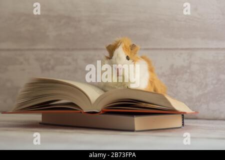 Süßes Meerschweinchen im offenen Buch Blick auf die Kamera - Bildungskonzept - Wissenskonzept Stockfoto