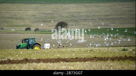 Brighton UK 13. März 2020 - Seagulls folgen hinter einem Traktor an einem hellen, aber kühlen Morgen, als ein Farmer ein Feld auf den South Downs vor Brighton pflügt. Kredit: Simon Dack / Alamy Live News Stockfoto