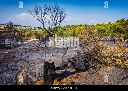 Nach einem wilden Feuer außerhalb von Torremolinos, Málaga Provinz, Spanien am 11. August 2018. Stockfoto