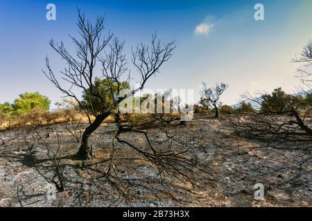 Nach einem wilden Feuer außerhalb von Torremolinos, Málaga Provinz, Spanien am 11. August 2018. Stockfoto