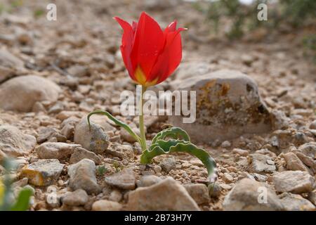 Blooming Wild Desert Tulip (Tulipa systola) Fotografiert im März in Wadi Zin, Negev, Israel Stockfoto