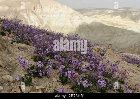 Blühende Purpur-Matthiola aspera Nach einer seltenen Regenzeit in der Negev-Wüste, Israel, sprießen eine Fülle von Wildblumen und blühen. Fotografiert Stockfoto